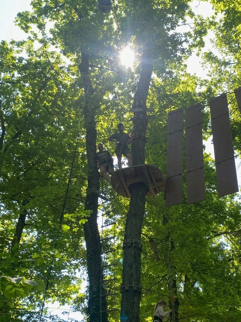 activité dans les arbres